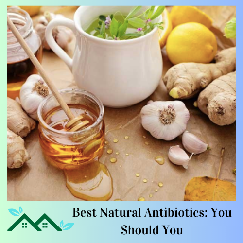 Best Natural Antibiotics