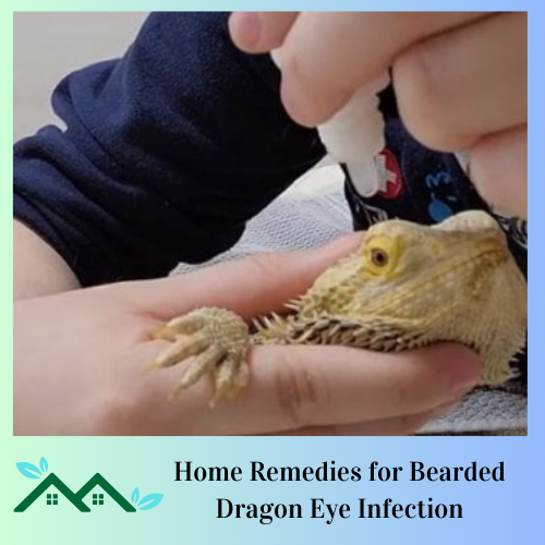 Home Remedies for Bearded Dragon Eye Infection