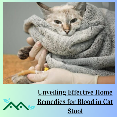 Unveiling Effective Home Remedies for Blood in Cat Stool