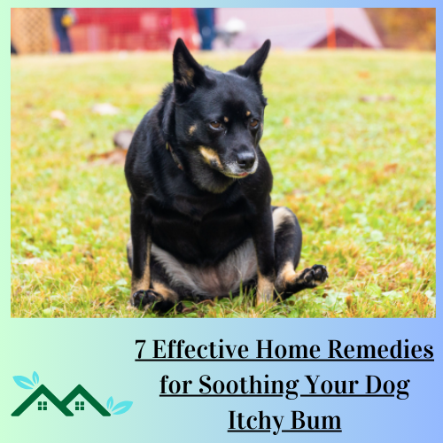 7 Effective Home Remedies for Soothing Your Dog Itchy Bum