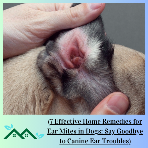 7 Effective Home Remedies for Ear Mites in Dogs: Say Goodbye to Canine Ear Troubles