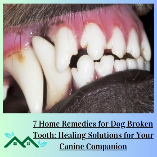 7 Home Remedies for Dog Broken Tooth: Healing Solutions for Your Canine Companion